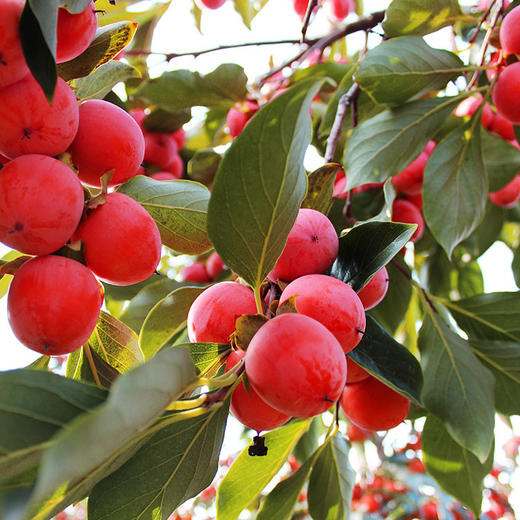 樱桃柿小柿子尝鲜2斤装新鲜软柿子薄皮甜柿子