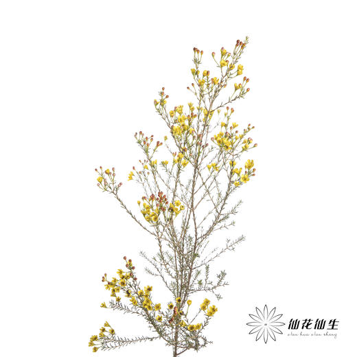 配花 | 染色平头腊梅黄色 商品图1