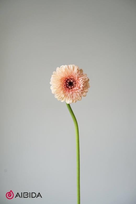 非洲菊重瓣·雅典 商品图1