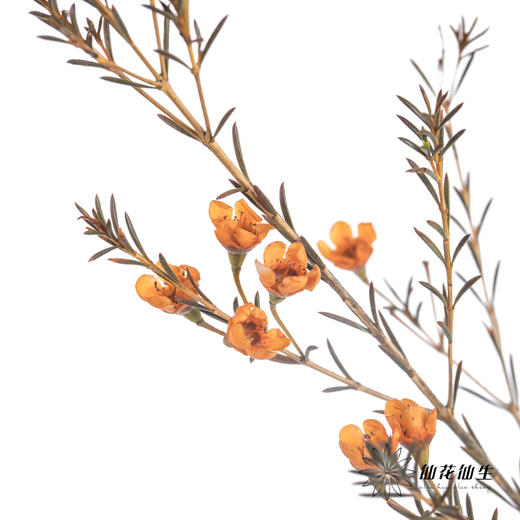 配花 | 染色平头腊梅橙色 商品图2