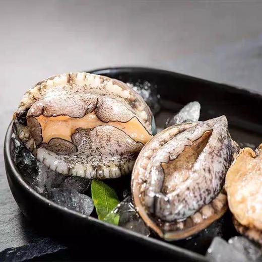 大号鲍鱼    商品图2