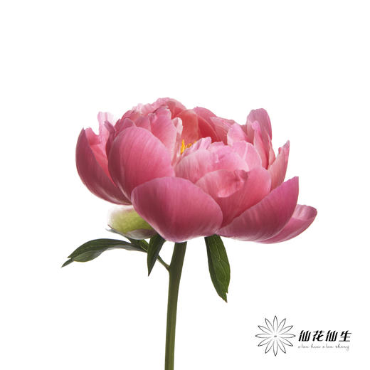 女神节预售芍药 | 夏威夷珊瑚【2月28日开始发货，请备注发货时间】 商品图1