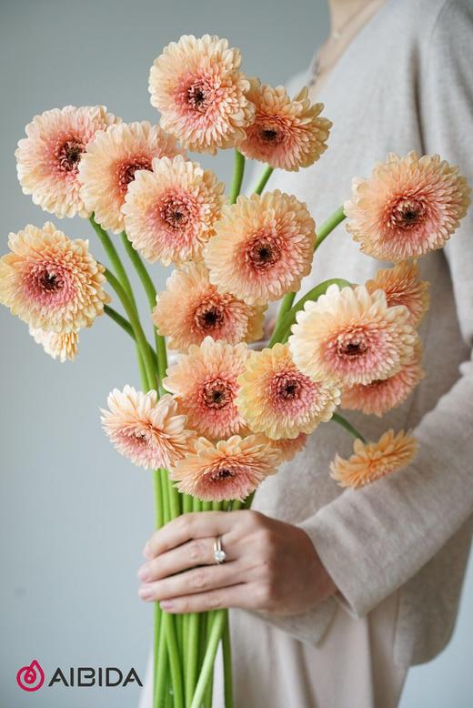 非洲菊重瓣·雅典 商品图0