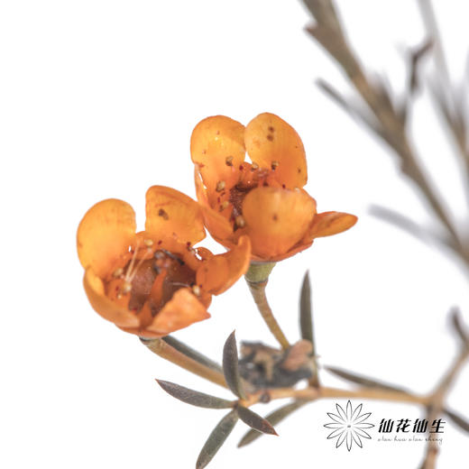 配花 | 染色平头腊梅橙色 商品图0