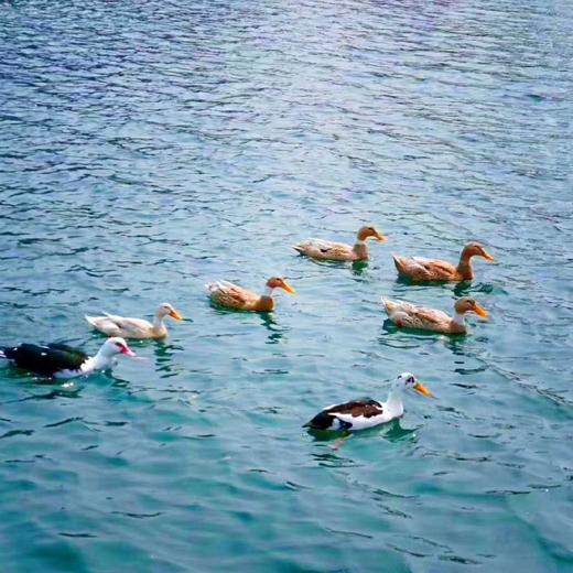 【春笋鸭汤 ｜食材组合】（深山野笋+太平湖散养鸭+山姜）免费清理好.真空包装.顺丰冷鲜配送.小份减半 商品图2