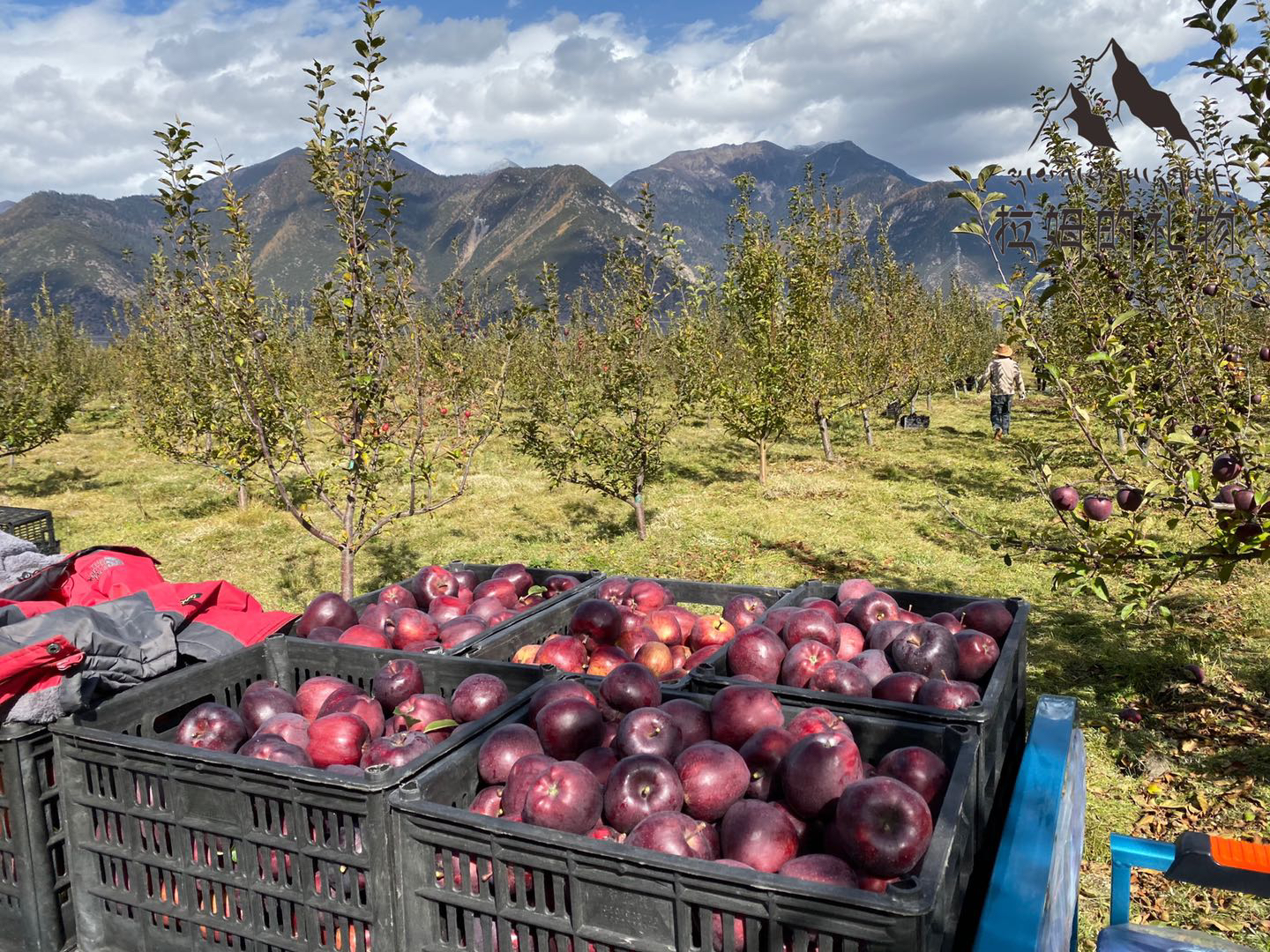 西藏林芝高原典雅紫红色苹果(12枚 4.5-5斤礼盒装)