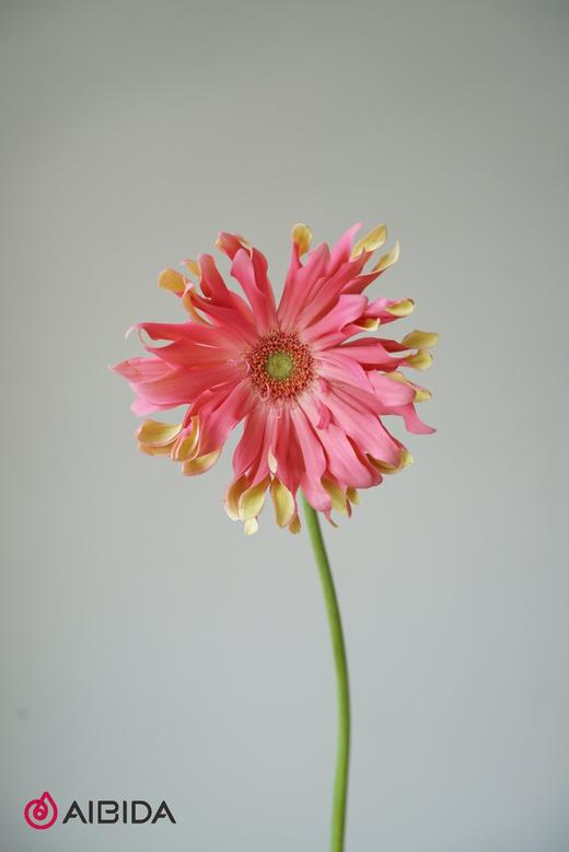 非洲菊卷边·北海道 商品图1