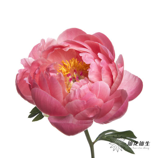 女神节预售芍药 | 夏威夷珊瑚【2月28日开始发货，请备注发货时间】 商品图5