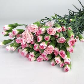 多头康乃馨·小白菜