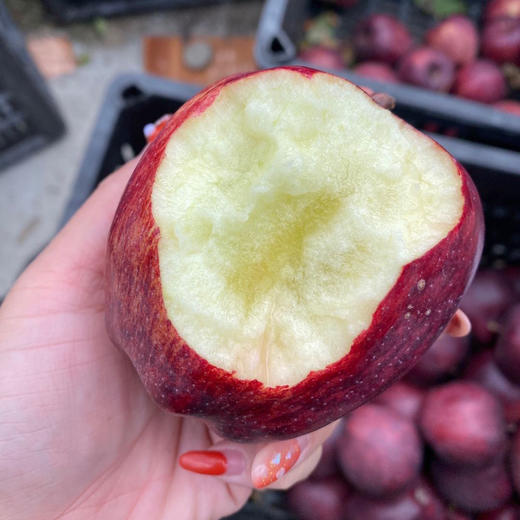 西藏林芝高原典雅紫红色苹果(12枚 4.5-5斤礼盒装)