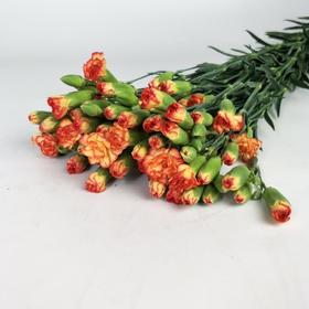 多头康乃馨·桑巴