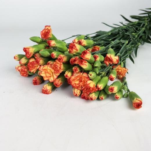 多头康乃馨·桑巴 商品图0