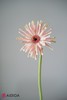 非洲菊··布拉格 商品缩略图1