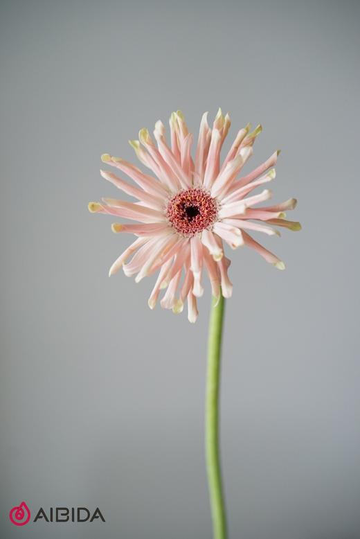 非洲菊··布拉格 商品图1