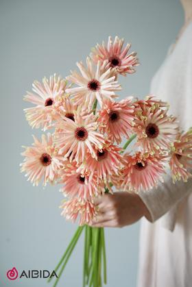 非洲菊··布拉格