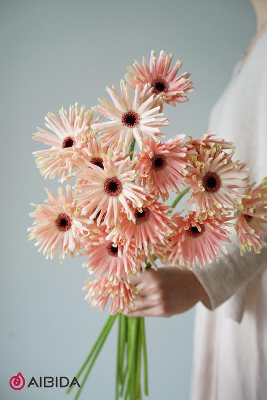 非洲菊··布拉格 商品图0