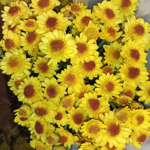 【小菊】小太阳