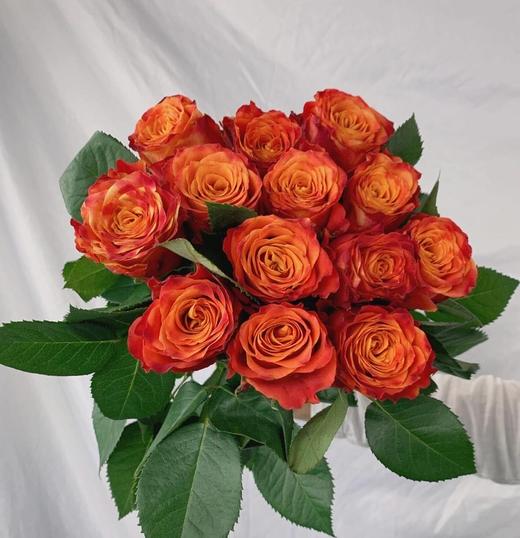 玫瑰·火焰 商品图0