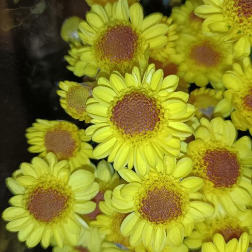 【小菊】小太阳