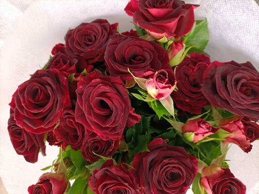 【昆明玫瑰】多头小可爱 10支/扎 a级 商品图6