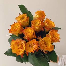 玫瑰·金色海岸