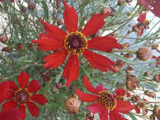 帕米尔高原 红雪菊【下单1罐就送有机枸杞中果1罐】 商品图5