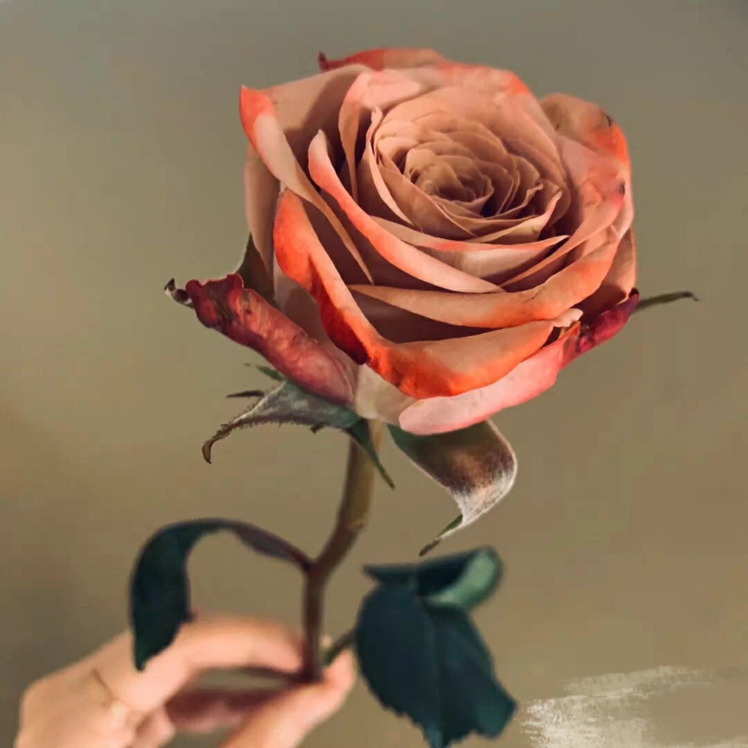 降价卡布奇诺玫瑰20支卡布奇诺花束冷链包邮20支里4支无售后