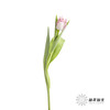 荷兰花材 | 粉色毛边郁金香 Neglige 商品缩略图4