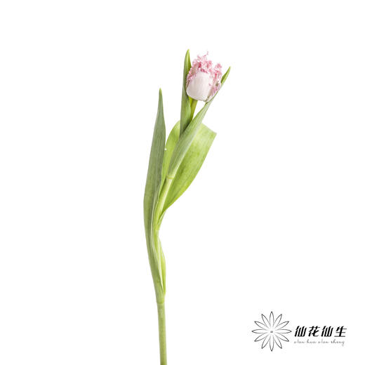 荷兰花材 | 粉色毛边郁金香 Neglige 商品图4