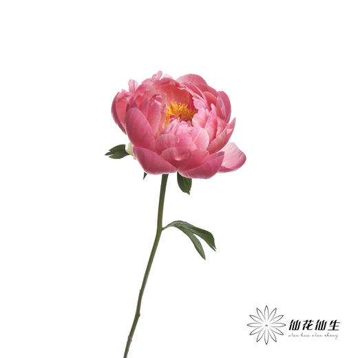 女神节预售芍药 | 夏威夷珊瑚【2月28日开始发货，请备注发货时间】 商品图6