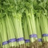 麦芹每公斤 商品缩略图0