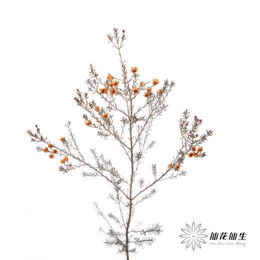 配花 | 染色平头腊梅橙色 商品图3