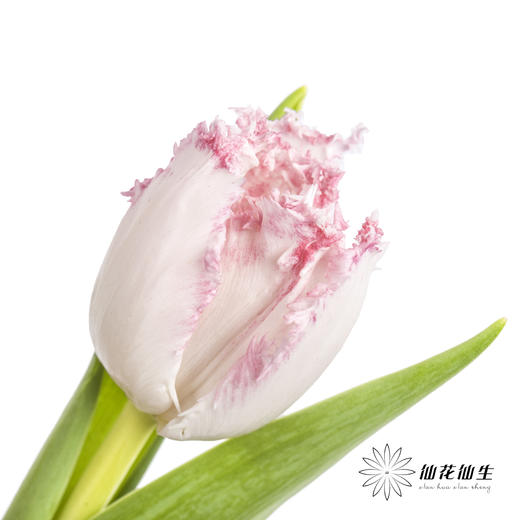 荷兰花材 | 粉色毛边郁金香 Neglige 商品图2