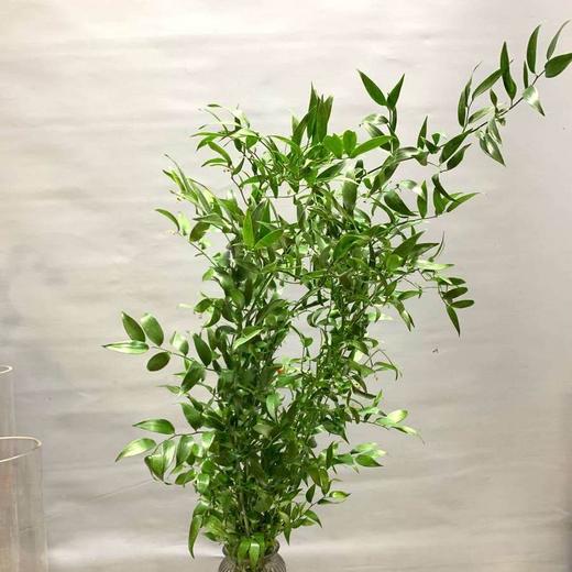 进口·熊猫竹 商品图0