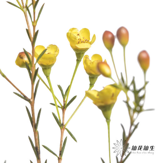 配花 | 染色平头腊梅黄色 商品图4