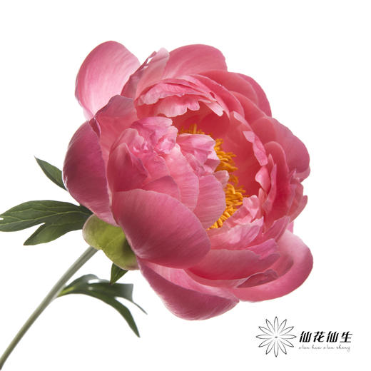 女神节预售芍药 | 夏威夷珊瑚【2月28日开始发货，请备注发货时间】 商品图4