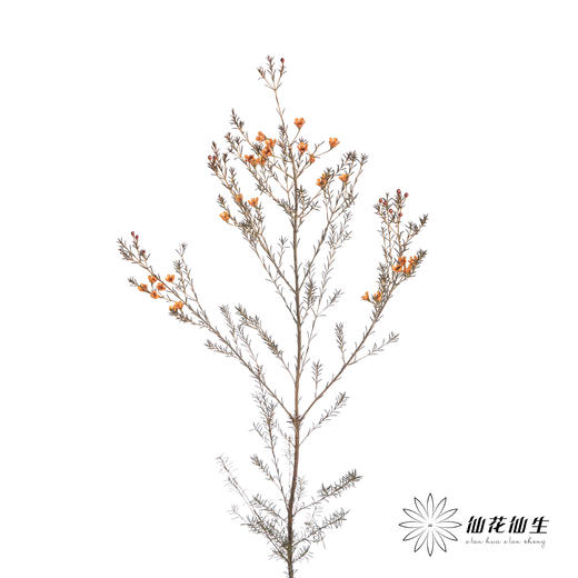 配花 | 染色平头腊梅橙色 商品图1