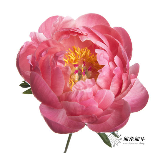 女神节预售芍药 | 夏威夷珊瑚【2月28日开始发货，请备注发货时间】 商品图0
