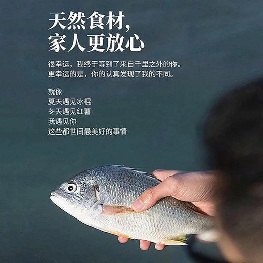 【野生】超低温 黄翅鱼（深海海钓）250-500g/条 商品图1