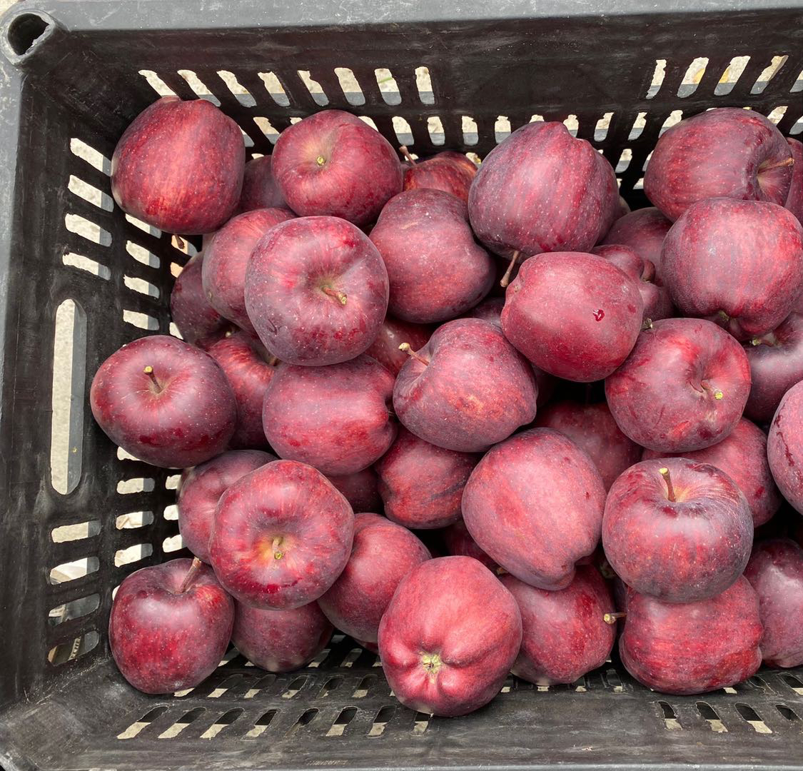 西藏林芝高原典雅紫红色苹果(12枚 4.5-5斤礼盒装)