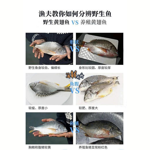 【野生】超低温 黄翅鱼（深海海钓）250-500g/条 商品图3