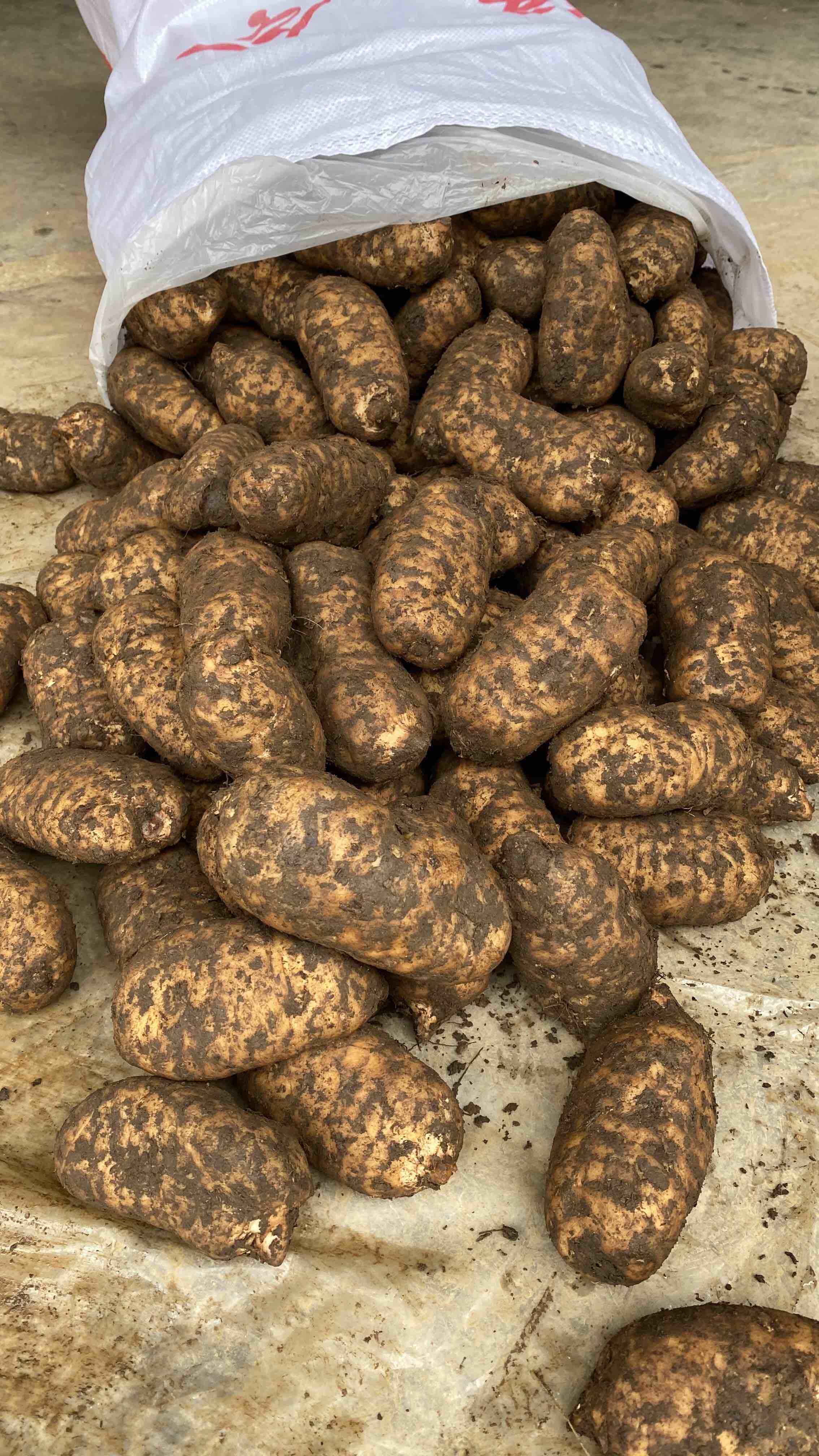云南昭通小草坝高山新鲜天麻.按单个重量区分为2个等级.