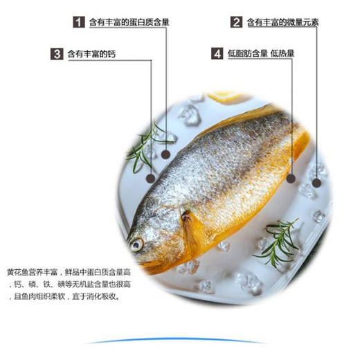 大陈岛黄鱼 商品图5