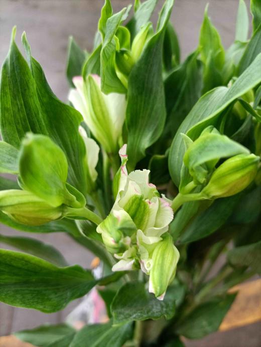 进口多头小百合,白色,5支