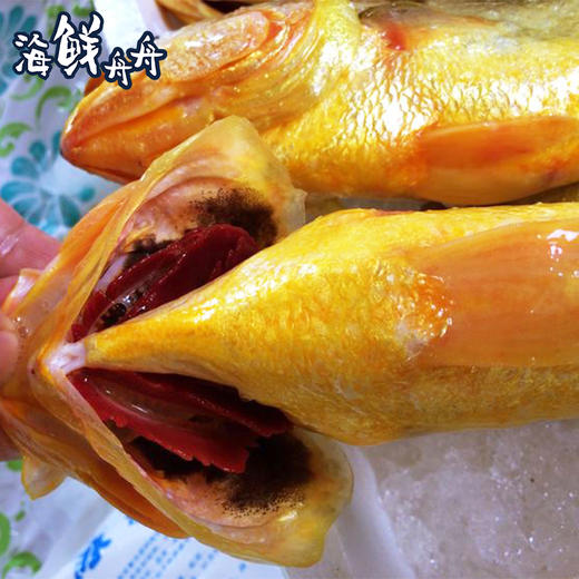 大陈岛黄鱼 商品图3