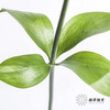 叶材 | 桔叶 商品缩略图6