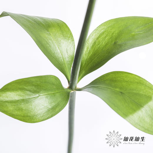 叶材 | 桔叶 商品图6