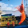 舟山野生红虾古称赤虾 4斤装（每斤约25-30只）乡镇不发，今天开始至20号，只发江浙沪地区 商品缩略图2