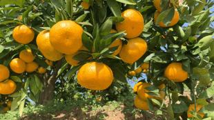 【助农】丹江口武当蜜橘（仅限十堰日报社后院自提） 商品图2