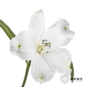 配花 | 小飞燕白色